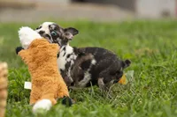 BRANDY, a female Frenchton for sale in Baltic, OH – 6 of 10