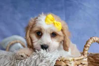 RUBY, a female Cavachon for sale in Baltic, OH – 2 of 10