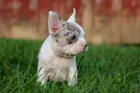 MARLEY, a male Frenchton for sale in Baltic, OH – 6 of 10