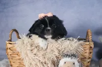 JESSIE, a female Shih Tzu for sale in Baltic, OH – Photo 7 of 8