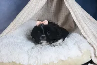 JESSIE, a female Shih Tzu for sale in Baltic, OH – Photo 6 of 8