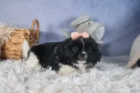 JESSIE, a female Shih Tzu for sale in Baltic, OH – Photo 1 of 8