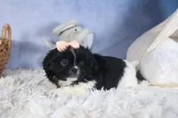 JESSIE, a female Shih Tzu for sale in Baltic, OH – Photo 2 of 8