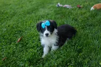 NELSON, a male Pembroke Welsh Corgi and Poodle - Miniature  for sale in Baltic, OH – 5 of 10