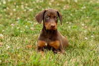 DIXIE, a female Doberman Pinscher for sale in Baltic, OH – 9 of 10