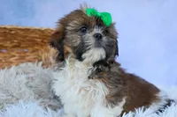 RUSTY, a male Shih Tzu for sale in Baltic, OH – 5 of 10