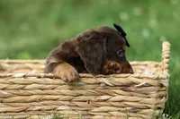 MAX, a male Miniature Dachshund for sale in Baltic, OH – 5 of 10