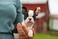 BONNIE, a female Frenchton for sale in Baltic, OH – 5 of 10