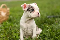 BELLA, a female Frenchton for sale in Baltic, OH – 7 of 10