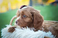CHARLIE, a male Cavapoo for sale in Baltic, OH – 5 of 10