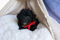 NOEL, a male Bichpoo for sale in Baltic, OH – 7 of 10