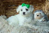 PACO, a male Maltese for sale in Baltic, OH – 8 of 9