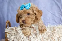 ARCHIE, a male Poodle - Miniature  for sale in Baltic, OH – 6 of 10