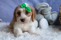 RANDY, a male Cavachon for sale in Baltic, OH – 9 of 10