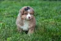 LUCKY, a male Miniature American Shepherd for sale in Baltic, OH – 7 of 9
