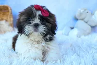 RACHEL, a female Shih Tzu for sale in Baltic, OH – 6 of 10