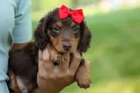 MURPHY, a male Miniature Dachshund for sale in Baltic, OH – 8 of 10