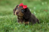 MURPHY, a male Miniature Dachshund for sale in Baltic, OH – 3 of 10