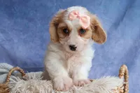 RHODA, a female Cavachon for sale in Baltic, OH – 3 of 10