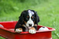 SOPHIE, a female Bernese Mountain Dog for sale in Baltic, OH – 3 of 10