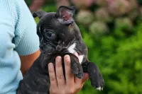 MAX, a male Frenchton for sale in Baltic, OH – 3 of 10