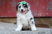 LANDON, a male Miniature American Shepherd for sale in Baltic, OH – 3 of 10