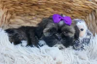 SADIE, a female Shih Tzu for sale in Baltic, OH – 3 of 10
