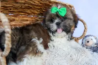 RUSTY, a male Shih Tzu for sale in Baltic, OH – 10 of 10