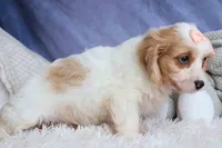 RHODA, a female Cavachon for sale in Baltic, OH – 6 of 10