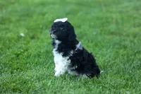OWEN, a male Havapoo for sale in Baltic, OH – 8 of 10