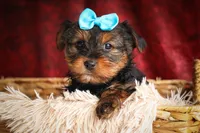DEXTER, a male Yorkshire Terrier for sale in Baltic, OH – 4 of 10
