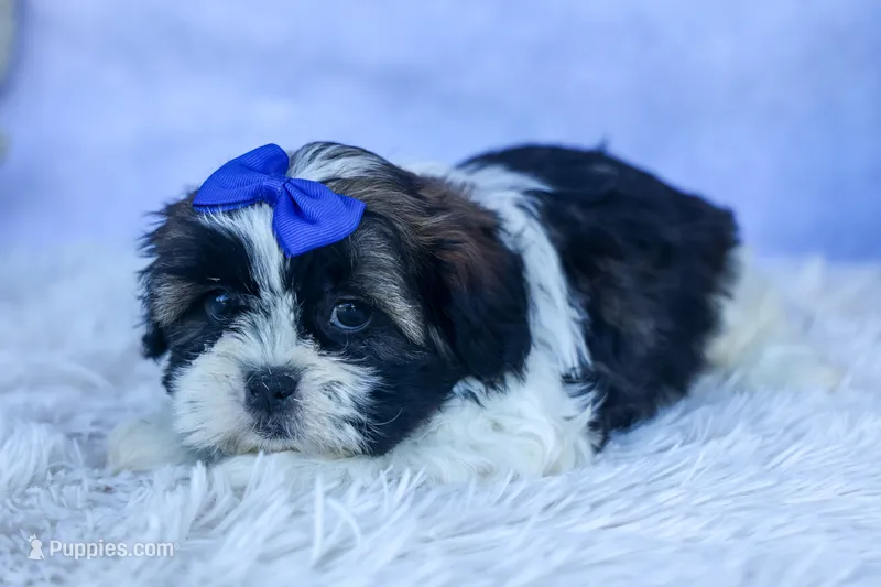 SAMSON – Shih Tzu puppy for sale in Baltic, OH