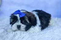 SAMSON, a male Shih Tzu for sale in Baltic, OH – 1 of 6