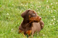 DASHER, a male Doberman Pinscher for sale in Baltic, OH – 4 of 10