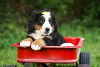SAMSON, a male Bernese Mountain Dog for sale in Baltic, OH – 4 of 10