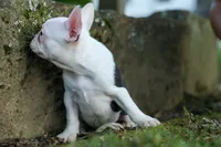 MOLLY, a male Frenchton for sale in Baltic, OH – 7 of 9