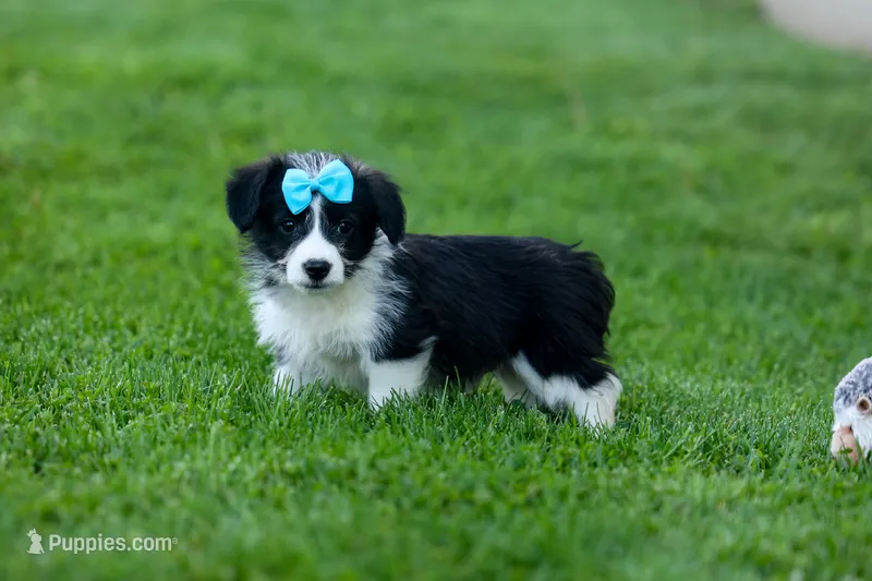 NELSON – Pembroke Welsh Corgi, Poodle - Miniature  puppy for sale in Baltic, OH