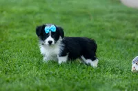 NELSON, a male Pembroke Welsh Corgi and Poodle - Miniature  for sale in Baltic, OH – 1 of 10
