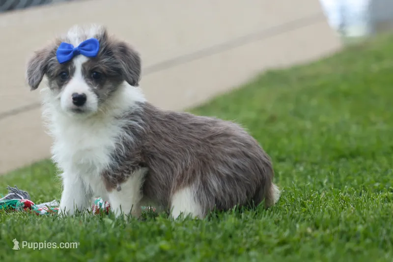NOAH – Pembroke Welsh Corgi, Poodle - Miniature  puppy for sale in Baltic, OH