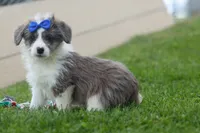NOAH, a male Pembroke Welsh Corgi and Poodle - Miniature  for sale in Baltic, OH – 1 of 10