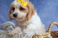 RUBY, a female Cavachon for sale in Baltic, OH – 6 of 10
