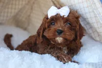 RHODA, a female Cavapoo for sale in Baltic, OH – 2 of 10