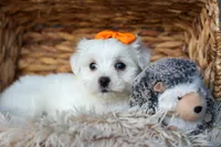 PATRICK, a male Maltese for sale in Baltic, OH – 8 of 10