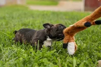 BETZY, a female Frenchton for sale in Baltic, OH – 3 of 9