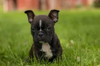 BUDDY, a male Frenchton for sale in Baltic, OH – 5 of 10