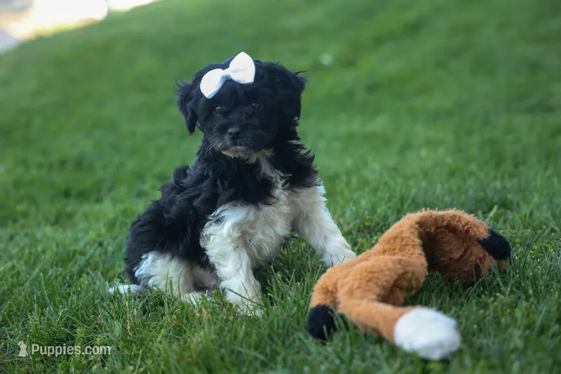 OWEN – Havapoo puppy for sale in Baltic, OH