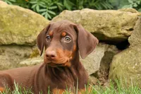 DIXIE, a female Doberman Pinscher for sale in Baltic, OH – 2 of 10