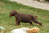 DOLLY, a female Doberman Pinscher for sale in Baltic, OH – 7 of 10