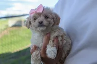 OREO, a male Havapoo for sale in Baltic, OH – 7 of 10