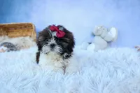 RACHEL, a female Shih Tzu for sale in Baltic, OH – 3 of 10